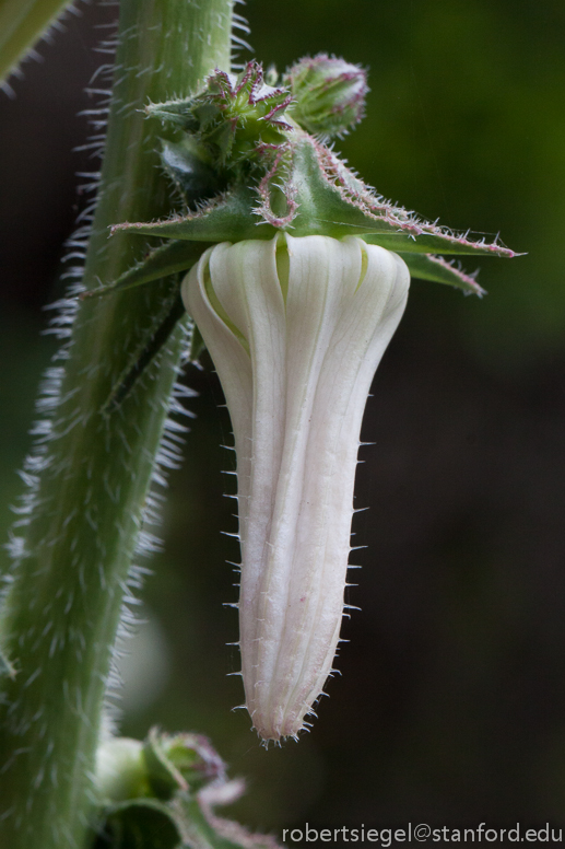 michauxia bellflower